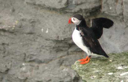 Puffin at Marwick Head, RSPB Nature Reserve